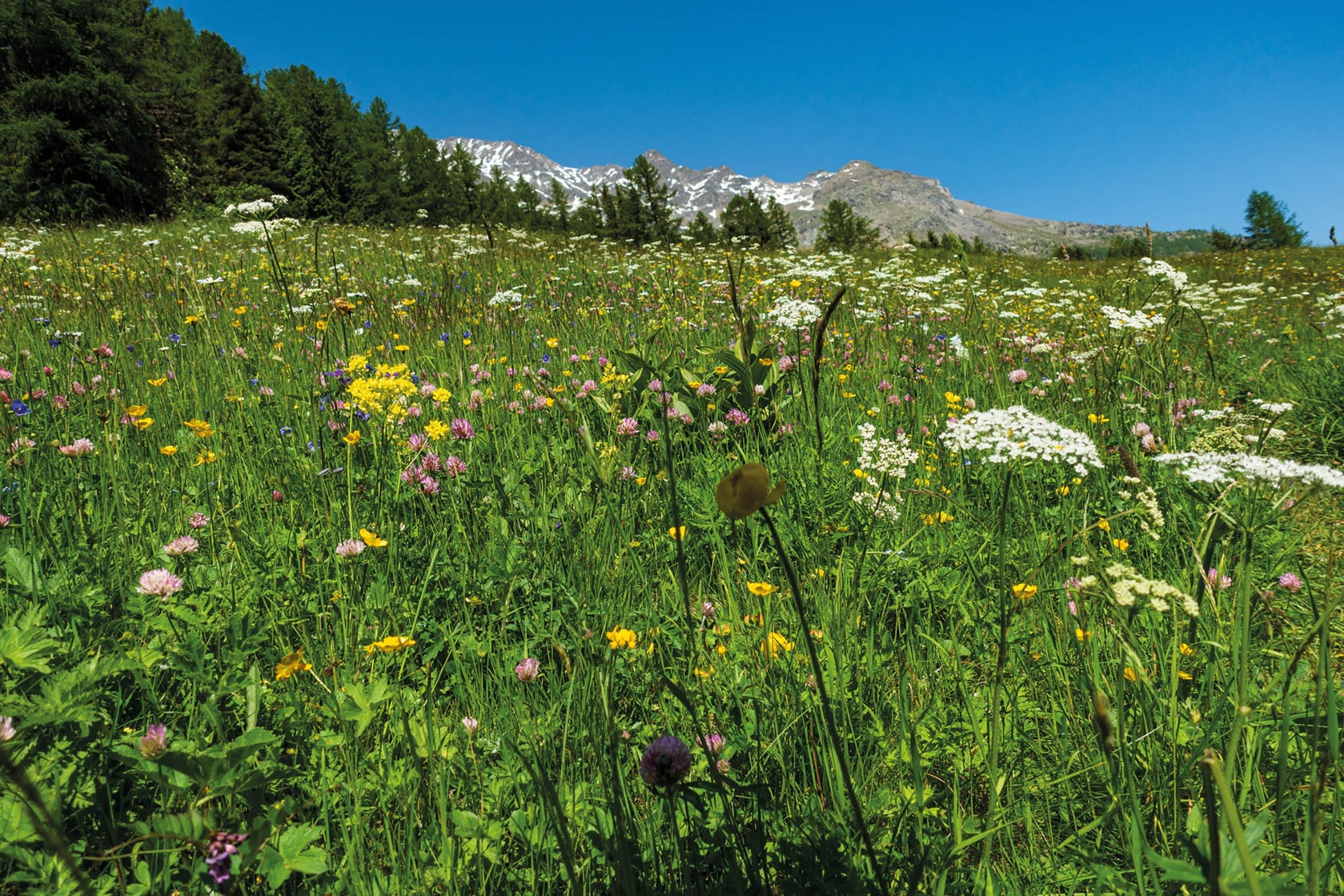 Walking in Zermatt and Saas Fee | Backcountry Books